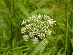 20160619WanderbaresNagoldtal