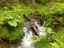 20160619WanderbaresNagoldtal